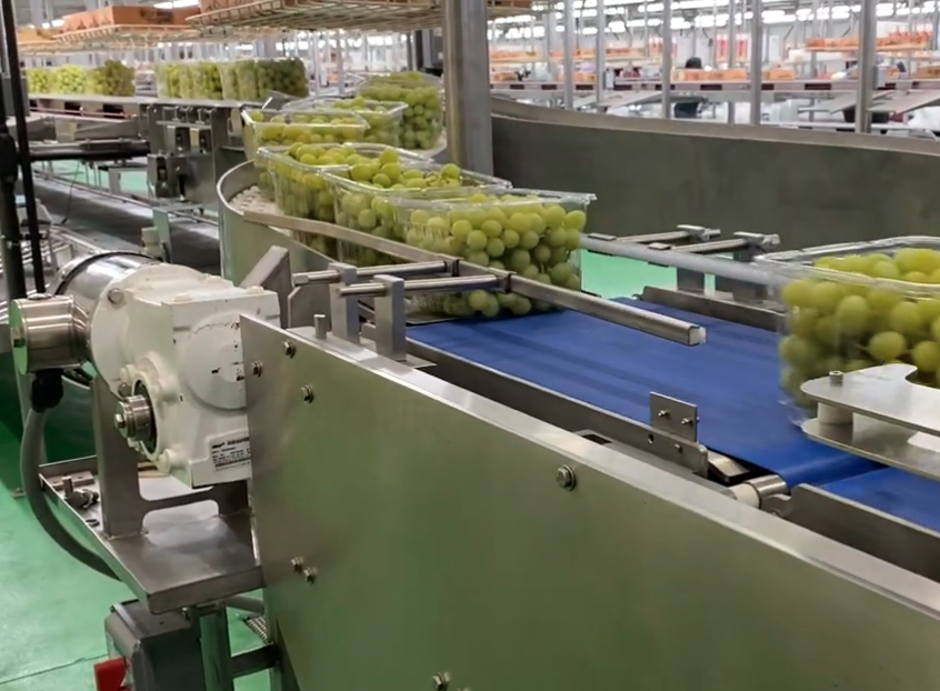 continuous motion tray sealer